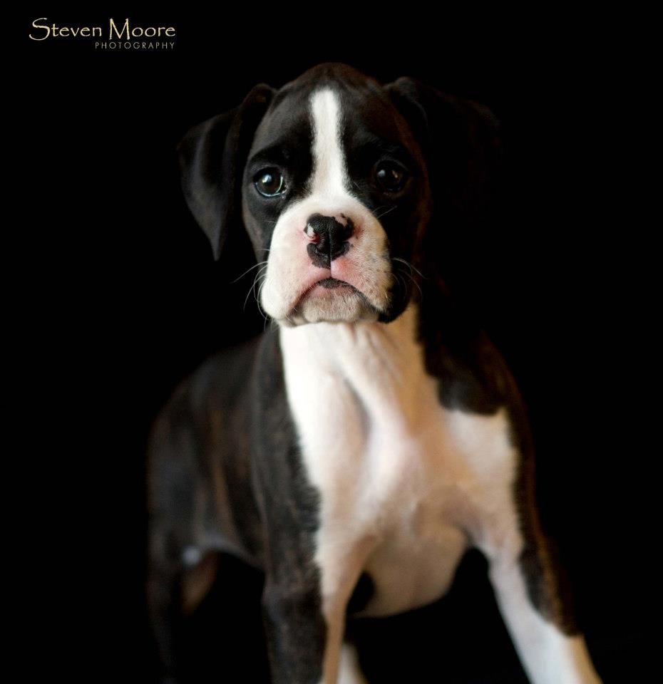 pure bred boxer puppy